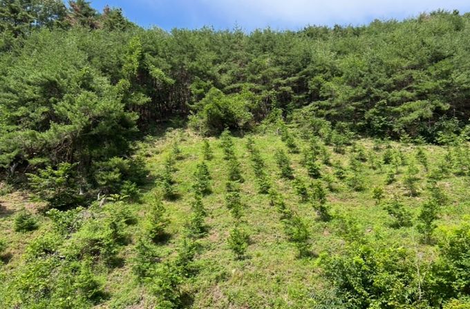 조림 숲가꾸기 사업 현장