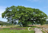 경남의 숨결이 묻어나는 보호수, 그 기록의 시작...  「경상남도 보호수 도감」제작 용역 추진