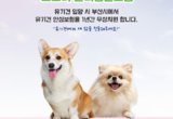 부산시, 유기견 입양 시 1년간 펫보험 무료 지원… 질병·상해·배상 보장