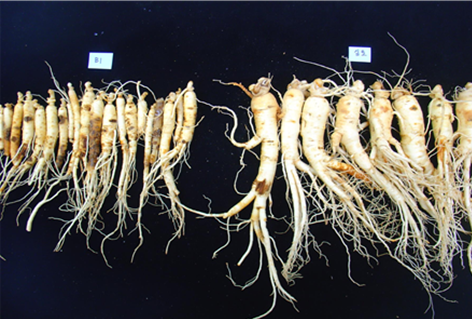 ▲ 5년근 인삼포장의 훈증 소독 처리 효과