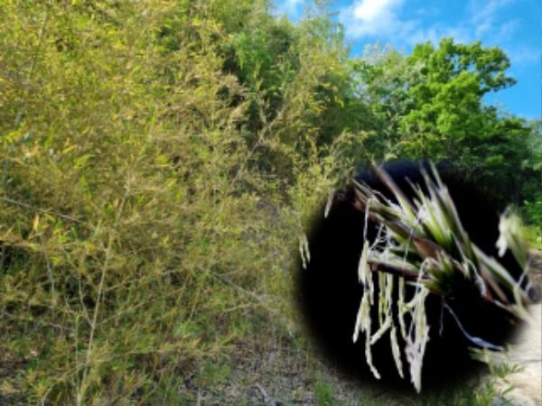 (의령군 홍보미디어담당 제광모 010-8506-3257)