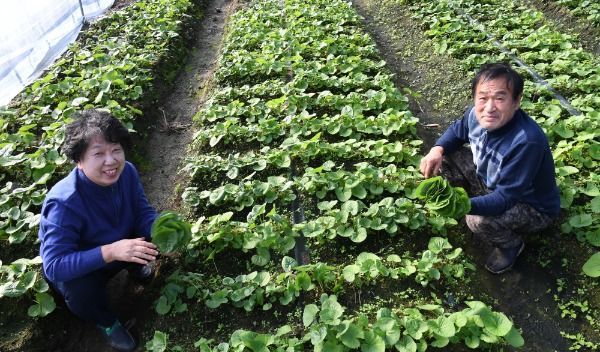 거창가북 곤달비