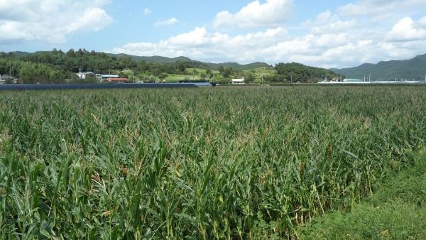 토착 미생물 활용 옥수수 사료작물 생산