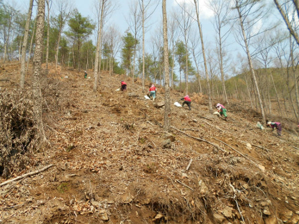 산청군의 조림사업이 5억5천만원의 사업비 투입 예정으로 현재 70% 이상의 진행률을 나타내고 있다