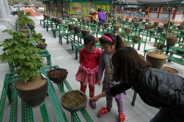 지리산 주변에서 자생하는 약초와 야생화가 동의보감촌에서 전시, 색다른 볼거리를 제공하고 있다