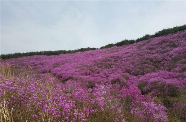 화왕산의 진달래가 절정의 자태를 뽐내고 있다