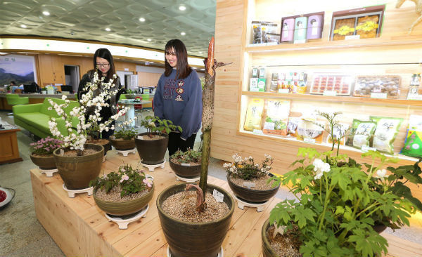 산청군청 민원실은 지역에서 수집된 약초와 야생화가 민원인들을 맞이하고 있다
