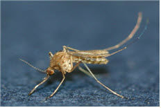 일본뇌염 모기(작은 빨간집 모기)