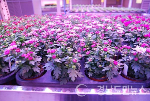 식물공장 배드에서 재배되는 분화국화/ 자료제공=경남농업기술원 화훼연구소