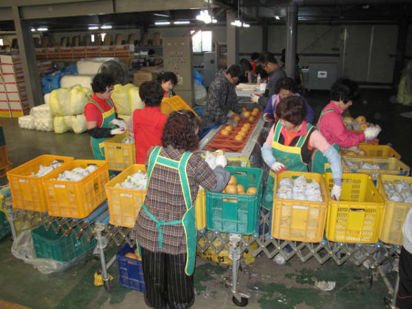 출하에 앞서 배 선별작업을 진행중인 모습/ 사진출처 = 진주시