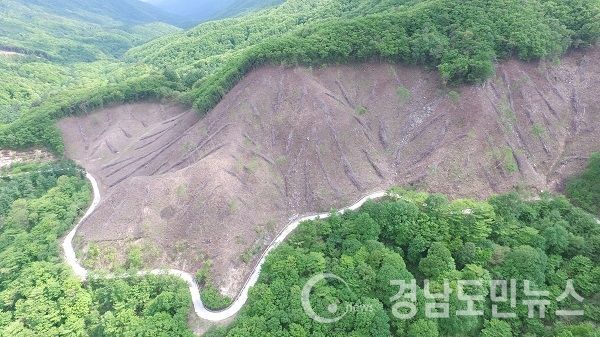 자작나무숲 조성지.