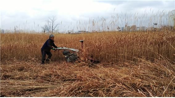 억새 베어내기 작업/ 사진제공=울산시