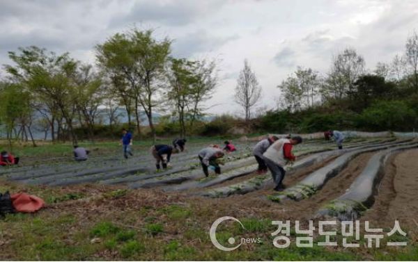 위천면(서덕들 고구마심기)(사진/거창군)