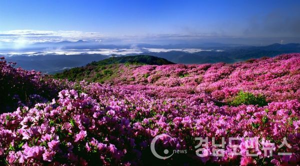 진분홍빛 꽃이불을 덮은 황매산(지난해)(사진/합천군)