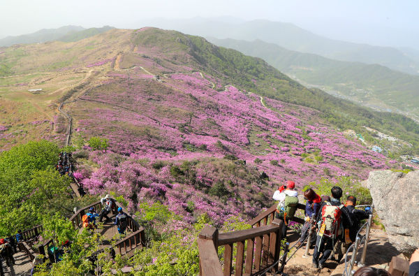 산청군이 황매산 철쭉제를 대비하여 시설 개선, 정비 등 축제 준비에 한창이다(사진은 황매산 철쭉제 등산객의 모습)