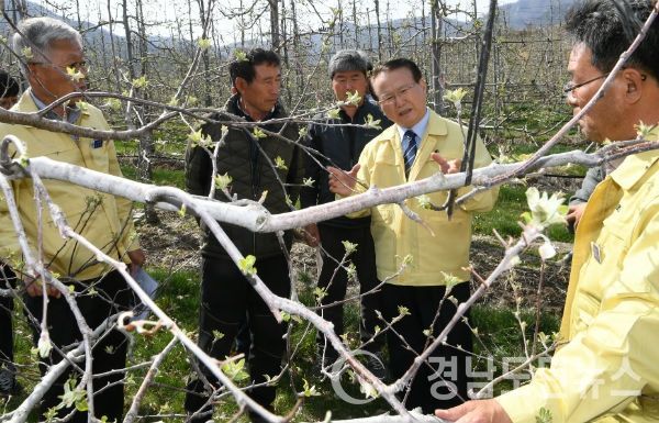 양동인 거창군수, 사과꽃 냉해현장 긴급 점검(사진/거창군)