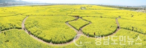 14일부터 22일까지 열리는 '낙동강 유채꽃축제'(사진/부산시)