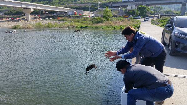 산청군이 경호강, 덕천강, 양천강 등에 다슬기를 방류, 수질환경 개선과 경제적 효과를 기대하고 있다