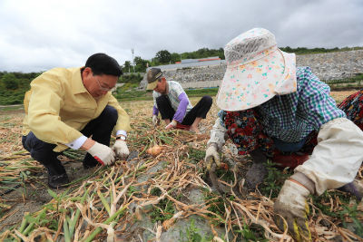 산청군 공무원과 농협 직원들이 양파 생산농가 일손돕기 지원에 나섰다