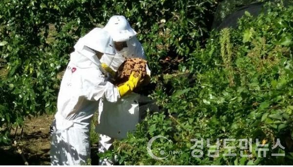 벌집제거(사진/거창소방서)