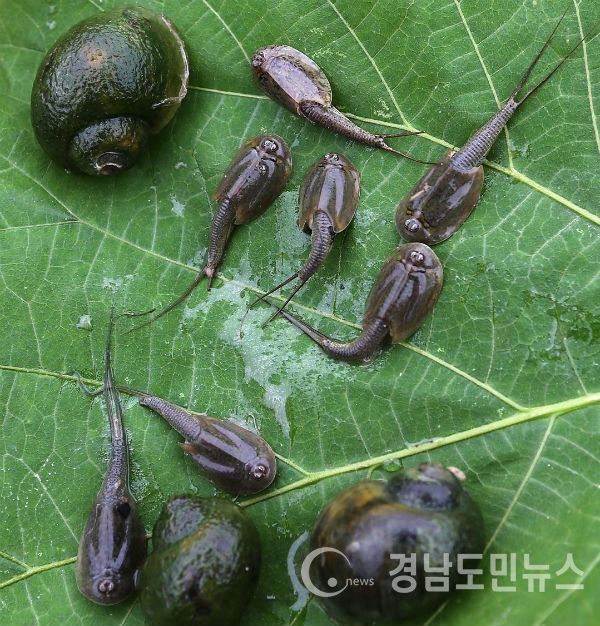 산청군 관내 탑라이스 경작지에서 긴꼬리 투구새우가 발견돼 청정환경임을 입증하고 있다.(사진/산청군)