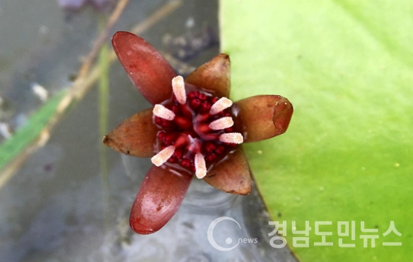 부산시 낙동강관리본부는 낙동강 생태공원에 환경부 지정 멸종위기 야생식물 2급으로 지정된 순채가 개화했다고 28일 밝혔다. (사진/부산시)