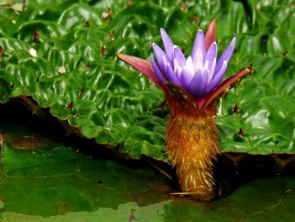 개화한 가시연꽃의 모습. (사진/을숙도 생태공원)