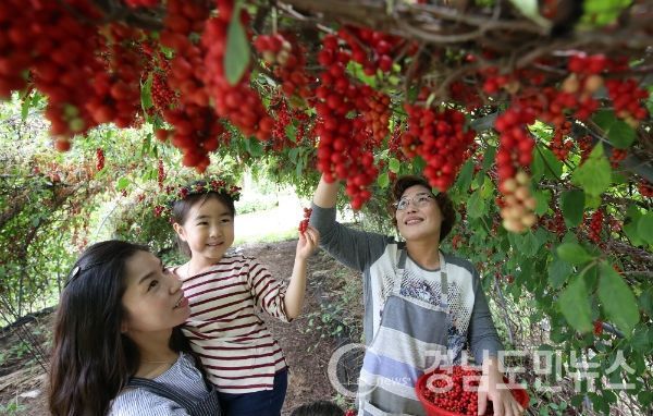 백전 오미자축제 성황(사진/함양군)