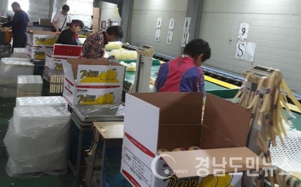 달콤 아삭한 ‘함양 햇배’ 대만 수출 길 올라(사진/함양군)