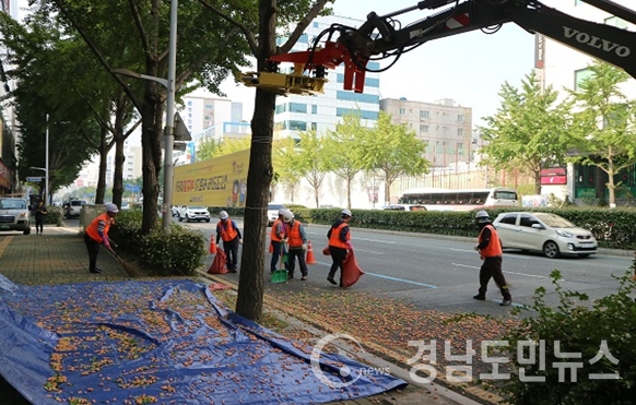 은행열매 채취 진동수확기 활용현장.(사진/부산시)