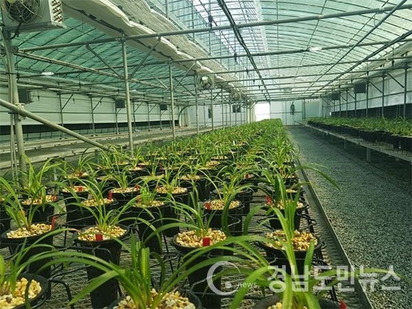 (합천/권연홍 기자) = 합천군(군수 문준희)은 지난 1일 용주면 고품리 농업연구시설 내 춘란 종묘장의 리모델링 및 시험가동을 마치고 한국춘란 태극선외 5품종 2,500촉을 입식하였다.