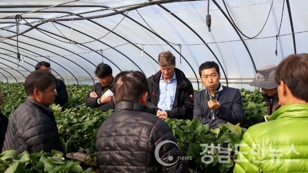 해외전문가를 초빙한 시설딸기 봄철관리 기술 교육 및 현장컨설팅을 실시했다.(사진/합천군)