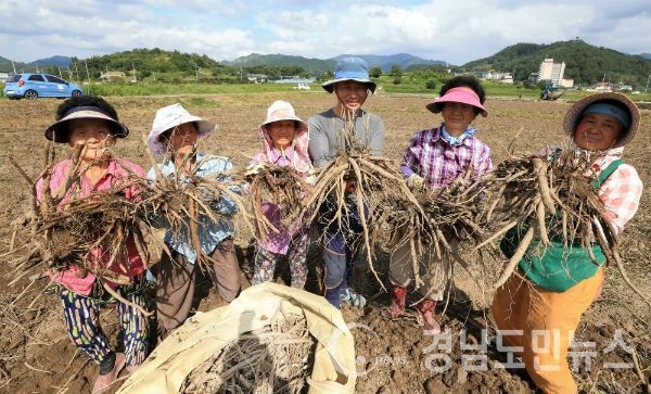 산청군 약초재배단지 작약 수확(사진/산청군)