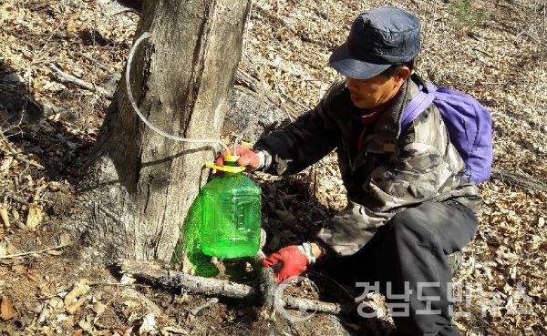 제15회 지리산 산청 고로쇠 약수제 개최 고로쇠 채취 중인 농업인들(사진/산청군)