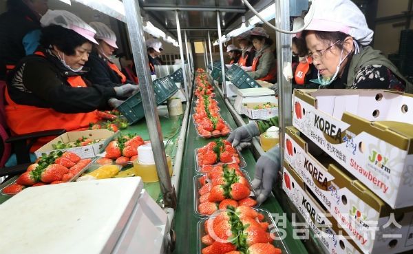 산청 딸기 수출 선별작업(사진/산청군)