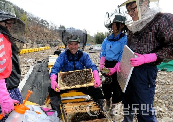 산청군 양봉작업(사진/산청군)