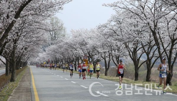 합천벚꽃마라톤대회(2018년)(사진/합천군)
