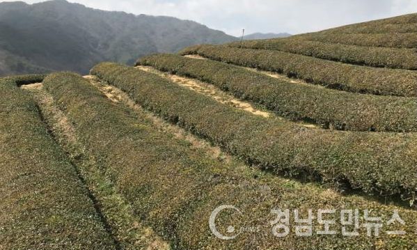 하동녹차(사진/하동군)