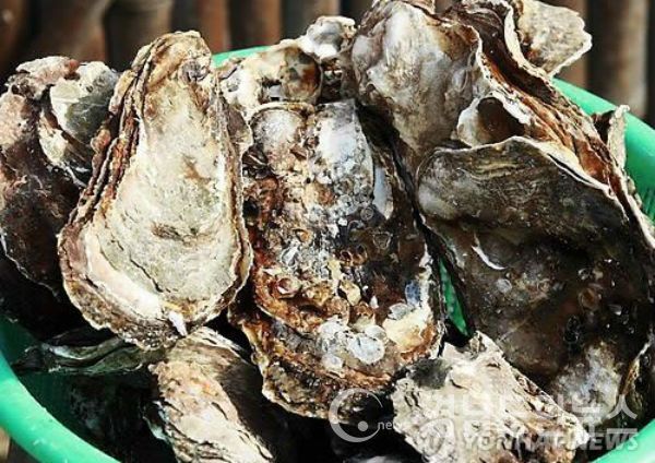 섬진강 하구에서 잡히는 벚굴(사진/하동군)