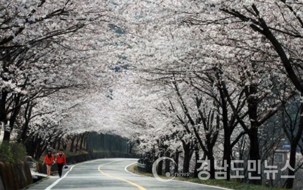 화개장터∼쌍계사를 잇는 십리벚꽃길을 연인이 걷고 있다.(지난해)