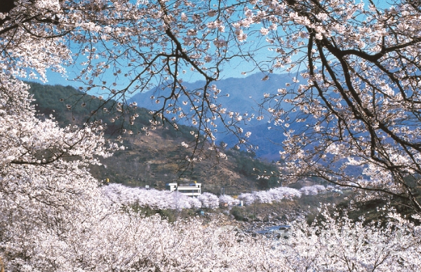 ‘벚꽃 절정’ 오는 29일 화개장터 벚꽃축제 개막(사진/하동군)