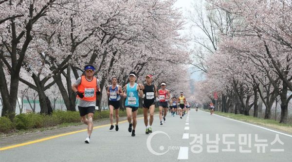 18회 벚꽃마라톤 벚꽃길(사진/합천군)
