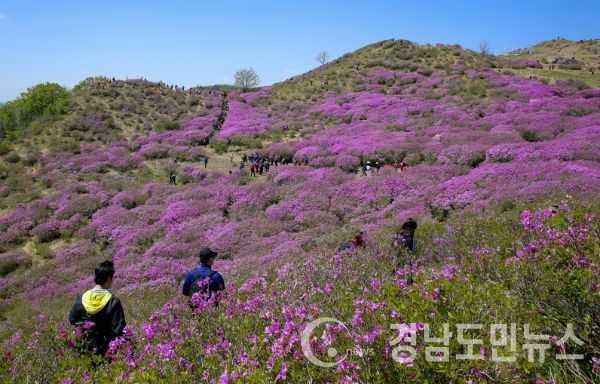 전국 최고의 봄꽃 축제인 황매산철쭉제가 오는 27일부터 다음달 12일까지 16일간 가회면 둔내리 황매산 군립공원 내 철쭉군락지에서 개최된다.(사진/합천군)