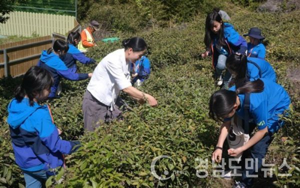 하동 쌍계초등학교(교장 윤영순)는 최근 전교생과 전 교직원이 1200년 역사를 간직한 하동녹차 잎따기 및 홍차 만들기 체험활동을 실시했다.(사진/하동군)