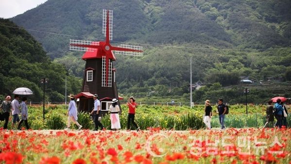 매년 가을 코스모스·메밀꽃축제가 열리는 하동 북천면 직전마을 앞 너른 들판이 빨간 꽃 양귀비로 물든다.(사진/하동군)