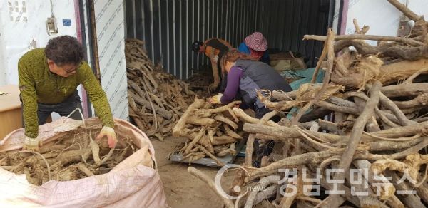 산청군이 지나친 번식으로 지역 산림 생태계에 악영향을 끼치는 칡을 효과적으로 제거하는 한편 이를 활용해 주민들의 소득도 높이는 수매사업도 진행한다.(사진/산청군)