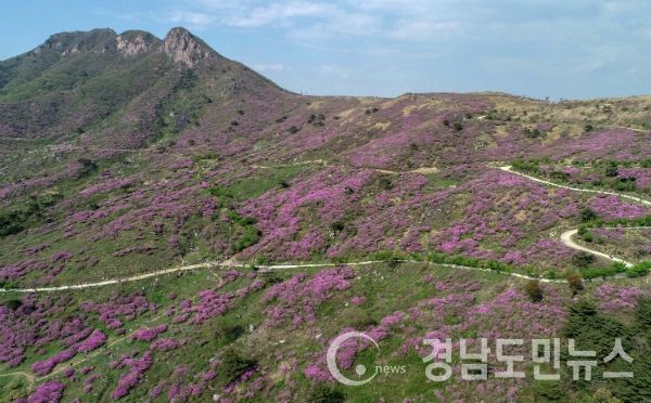 2019년 제37회 산청 황매산 철쭉제 항공촬영(사진/산청군)