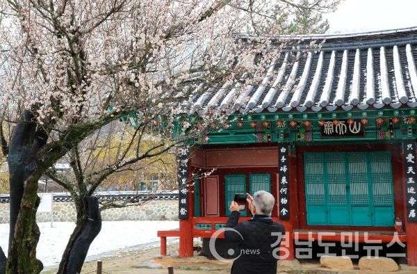 산청군 시천면 산천재 춘분에 내린 눈 남명매 설경(사진/산청군)