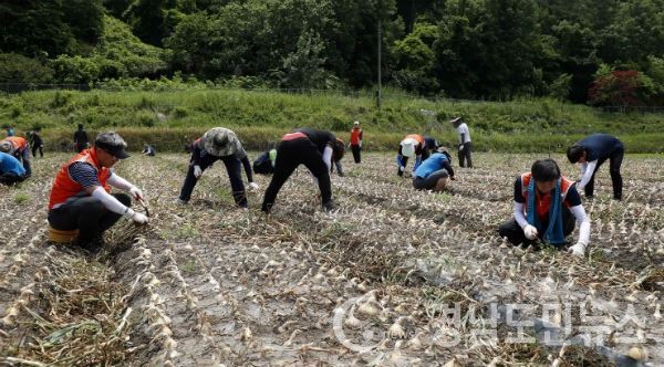 산청군과 지역 농협 등 기관 직원들이 가격하락과 일손부족으로 어려움을 겪는 양파농가를 찾아 힘을 보탰다.(사진/산청군)