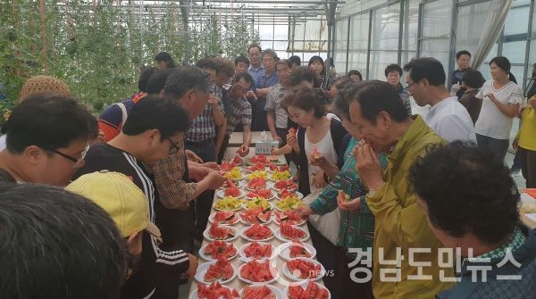 전국 최초 양액재배로 미니수박 첫 수확(사진/사천시)
